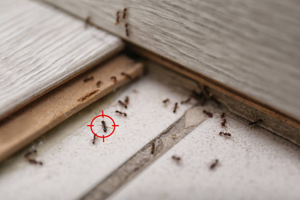 Best Ant Control Services  in Ashland, OR