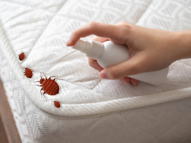 Best Spider Control Near Me  in Ashland, OR
