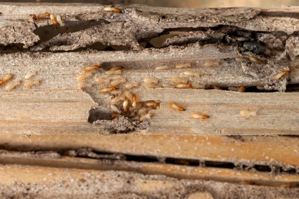 Best Affordable Pest Control Services  in Ashland, OR