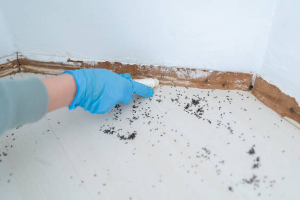 Trusted Ashland, OR Pest Control Experts